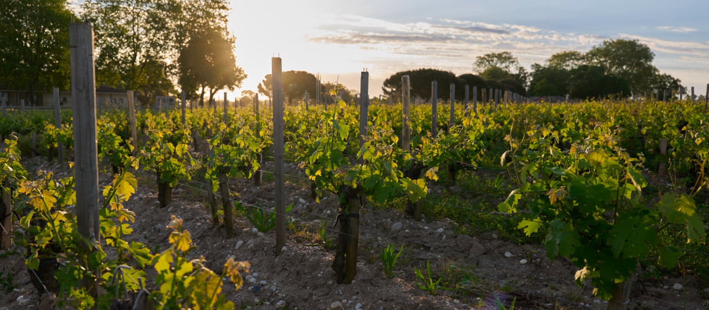 vignoble