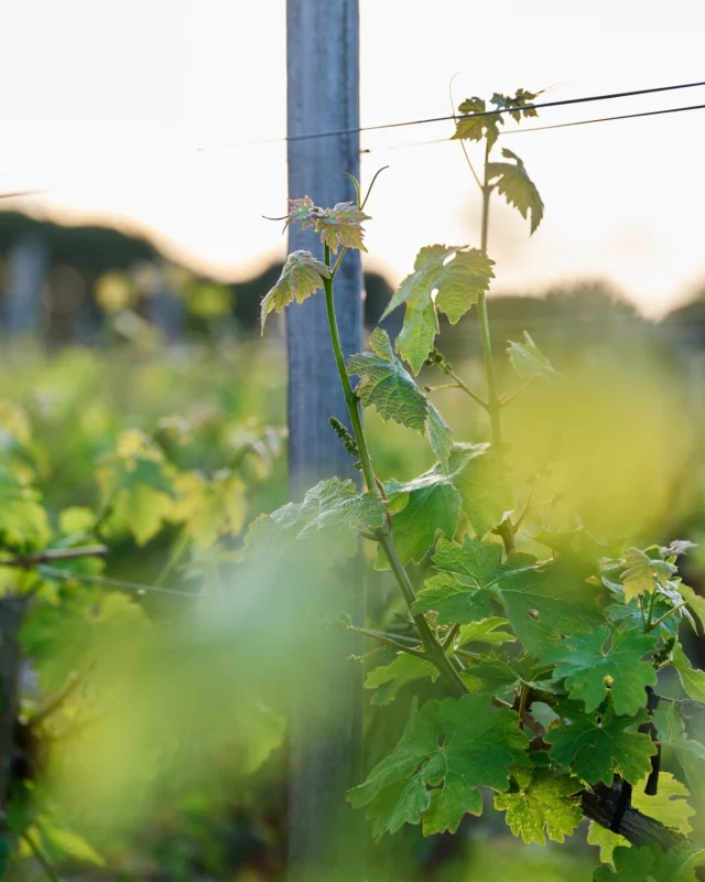 🌿 Le millésime 2025 prend vie 🌿

Les premières feuilles s’épanouissent, les vignes fleurissent… Au Château Dauzac, la nature nous offre les premiers signes prometteurs d’un nouveau millésime.

✨ Le millésime 2025 commence à s’écrire, porté par notre engagement envers une viticulture durable et notre passion pour l’excellence.

📍 Grand Cru Classé 1855 – Margaux

----

🌿 The 2025 vintage is coming to life 🌿

The first leaves are unfolding, the vines are blooming... At Château Dauzac, nature offers us the promising early signs of a new vintage.

✨ The 2025 vintage is starting to take shape, driven by our commitment to sustainable viticulture and our passion for excellence.

📍 Grand Cru Classé 1855 – Margaux

#ChâteauDauzac #Vintage2025 #Margaux #GrandCruClassé #BordeauxWine #BirthOfACuvée #ViticulturalExcellence #WineFuture #SustainableViticulture #LuxuryWine #BordeauxWines