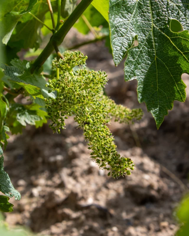 Floraison au Château Dauzac 🌿

La vigne est en fleur… Un moment aussi discret que décisif dans le cycle de la vigne.
Entre deux feuilles, de minuscules fleurs s’épanouissent, annonçant la promesse de la future récolte.

À Dauzac, ce phénomène marque l’entrée dans une période clé : chaque grappe commence à prendre forme, sous le signe de l’équilibre et de la météo. Soleil, douceur, et absence de pluie sont nos meilleurs alliés !
 
--
Flowering at Château Dauzac 🌿

The vine is in bloom. This is a moment as discreet as it is decisive in the vine cycle.
Tiny flowers bloom between the leaves, announcing the promise of the future harvest.
At Dauzac, this phenomenon marks the beginning of a critical period when each cluster starts to form under the influence of balance and weather conditions. Sunshine, mild weather, and an abscence of rain are our best allies !

#ChâteauDauzac #FloraisonDeLaVigne #CycleDeLaVigne #TravauxDeVigne
#VignobleEnFleur #Margaux #GrandsVinsDeBordeaux #BordeauxWine #MargauxWine #BuddingHarvest #NatureAndWine #WineHeritage #GreatGrowths #GrandCru1855 #SustainableVineyard