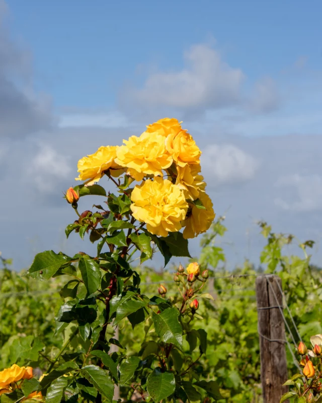 🌼 La rose et la vigne 🌿
Au Château Dauzac, la nature s’exprime en harmonie.

La rose, plantée en lisière des rangs, n’est pas là par hasard : elle agit comme un indicateur naturel de la santé de la vigne.
Un signe précoce, délicat, que la vigne pourrait avoir besoin d’attention.
Entre beauté et vigilance, chaque détail compte dans la quête d’un grand vin.

🌼 The rose and the vine. 🌿

At Château Dauzac, nature is in perfect harmony.
The roses planted at the edge of the vineyard rows are not there by coincidence; they act as natural indicators of the vines' health.
An early, delicate sign that the vine might need attention.
Every detail counts in the quest for a great wine.

#ChâteauDauzac #Margaux #VignobleBordelais #RosesEtVignes #NatureEtVin #GrandsVins #BordeauxWine #Durabilité #ÉquilibreNaturel