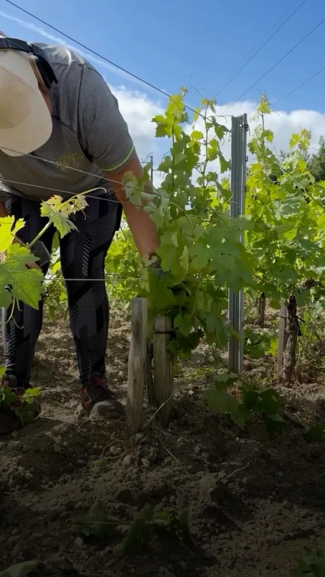 🌱 Le printemps bat son plein dans nos vignes ! 🌱
En ce moment au Château Dauzac, nos équipes s’occupent d’une étape importante : l’épamprage.

Mais qu’est-ce que c’est ? 🤔
L’épamprage consiste à retirer les petites pousses qui ne donneront pas de raisin. Cela permet à la vigne de mieux respirer et de concentrer son énergie sur les grappes à venir.
Un geste discret, mais essentiel pour préparer un grand vin !
Spring is in full swing in our vineyards! 🌱
Right now at Château Dauzac, our teams are busy with an important task: debudding.
 
But what exactly is it? 🤔
 Debudding consists of removing small shoots that will not produce grapes.
This allows the vine to breathe better and concentrate its energy on future bunches.
It is a subtle process, but essential for making great wine!
 
#ChâteauDauzac #VinDeBordeaux
#GrandVin #PrintempsDansLesVignes
#TravailDeLaVigne #Vigneron #NatureEnFleur #Viticulture  #BordeauxWine