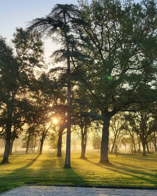 🏛️ Un réveil au cœur de l’histoire 🌞
 
Dans le parc du Château Dauzac, les premiers rayons du soleil traversent les arbres centenaires, témoins silencieux d’un patrimoine vivant.
 
Chaque matin, la lumière révèle l’âme du lieu : celle d’un domaine où nature, histoire et savoir-faire se rencontrent depuis des siècles.
 
Un cadre inspirant, où chaque détail raconte un peu de notre héritage.
 
🏛️ An awakening in the heart of history 🌞
 
In the gardens of Château Dauzac, the first rays of sunlight penetrate the century-old trees, silent witnesses to a living heritage.
 
Each morning, the light reveals the soul of the estate, where nature, history, and expertise have come together for centuries.
 
An inspiring setting where every detail tells a part of our story.
 
#ChâteauDauzac #Margaux #LivingHeritage #HistoricVineyard #GreatWines #BordeauxWine #DauzacSpirit #Sunrise #DomaineDeCaractère
